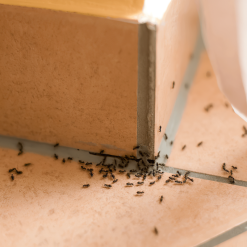 Promo ???? Doff Crack And Crevice Ant Crawling Insect Powder Killer 200g F-BP-200-DOF ⌛ -Everbuild shop unnamed file 128