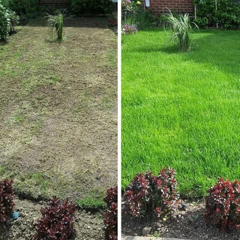 Promo ๐ Doff Cut And Cover Lawn Grass Thickener Feed Seed 1.5kg F-LX-A50-DOF D โญ 5 Promo ๐ Doff Cut And Cover Lawn Grass Thickener Feed Seed 1.5kg F-LX-A50-DOF D โญ - Image 5