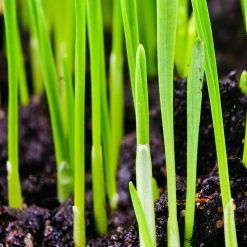 Deals ???? Doff Multi Purpose Lawn Grass Seed PROCOAT FLD500DOF 500g ???? 15 Deals ???? Doff Multi Purpose Lawn Grass Seed PROCOAT FLD500DOF 500g ???? -Everbuild shop unnamed file 1522