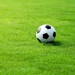 Cheap 😉 Doff Hard Wearing Lawn Grass Seed PROCOAT FLB500DOF 500g 👏 14 Cheap 😉 Doff Hard Wearing Lawn Grass Seed PROCOAT FLB500DOF 500g 👏 -Everbuild shop unnamed file 1630