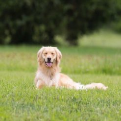 Top 10 ✔️ Doff Hard Wearing Lawn Grass Seed With PROCOAT FLBA00DOF 1kg ???? -Everbuild shop unnamed file 1645