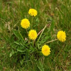 New 👍 DOFF Lawn Weedkiller 1 Litre RTU Weed Killer Spray F-LP-A00-DOF-01 😀 13 New 👍 DOFF Lawn Weedkiller 1 Litre RTU Weed Killer Spray F-LP-A00-DOF-01 😀 -Everbuild shop unnamed file 1657