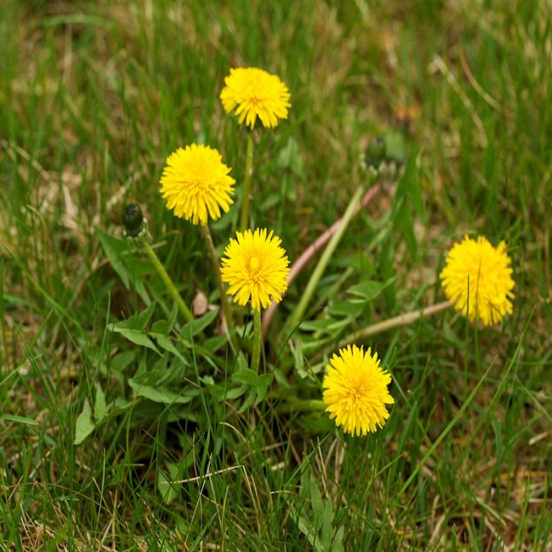 DOFF Lawn Weedkiller 1 Litre RTU Weed Killer Spray F-LP-A00-DOF-01 New ???? DOFF Lawn Weedkiller 1 Litre RTU Weed Killer Spray F-LP-A00-DOF-01 ???? -Everbuild shop unnamed file 1657
