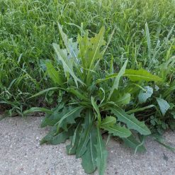 New ???? DOFF Lawn Weedkiller 1 Litre RTU Weed Killer Spray F-LP-A00-DOF-01 ???? 5 New ???? DOFF Lawn Weedkiller 1 Litre RTU Weed Killer Spray F-LP-A00-DOF-01 ???? -Everbuild shop unnamed file 1659