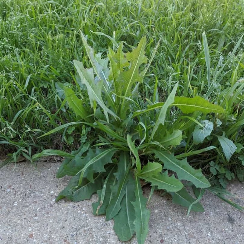 New 👍 DOFF Lawn Weedkiller 1 Litre RTU Weed Killer Spray F-LP-A00-DOF-01 😀 6 New 👍 DOFF Lawn Weedkiller 1 Litre RTU Weed Killer Spray F-LP-A00-DOF-01 😀 - Image 6