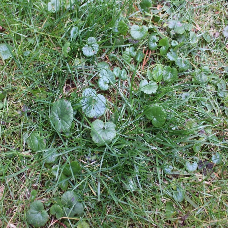 New 👍 DOFF Lawn Weedkiller 1 Litre RTU Weed Killer Spray F-LP-A00-DOF-01 😀 7 New 👍 DOFF Lawn Weedkiller 1 Litre RTU Weed Killer Spray F-LP-A00-DOF-01 😀 - Image 7