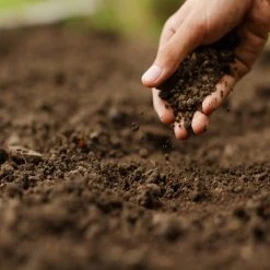 Cheapest ⭐ Doff Multi Purpose Lawn Grass Seed PROCOAT FLDA00DOF01 1kg 🌟 -Everbuild shop unnamed file 1667