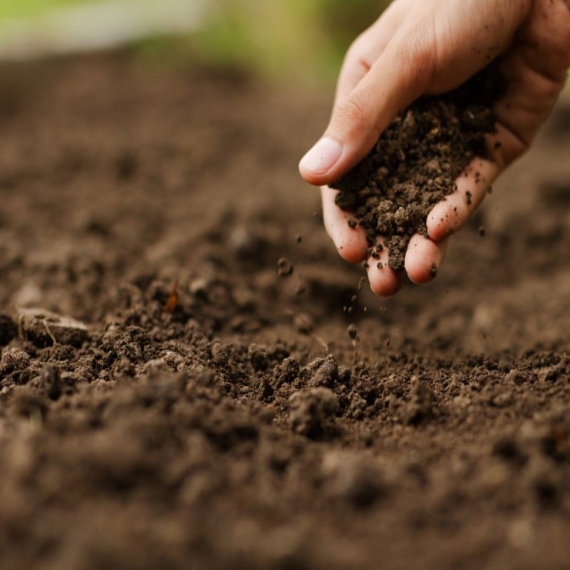 Doff Multi Purpose Lawn Grass Seed PROCOAT FLDA00DOF01 1kg Cheapest ⭐ Doff Multi Purpose Lawn Grass Seed PROCOAT FLDA00DOF01 1kg ???? -Everbuild shop unnamed file 1667