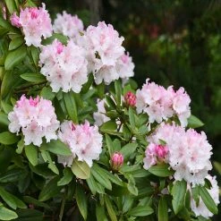 Cheapest ⭐ Doff Azalea Camellia & Rhododendron Ericaceous Plant Liquid Feed 1L 🔥 -Everbuild shop unnamed file 1759