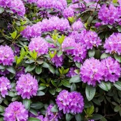 Cheapest ⭐ Doff Azalea Camellia & Rhododendron Ericaceous Plant Liquid Feed 1L 🔥 -Everbuild shop unnamed file 1760