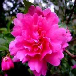 Top 10 ๐งจ Doff Azalea Camellia Magnolia Rhododendron Ericaceous Plant Food 1kg FVIA00DOF ๐ 9 Top 10 ๐งจ Doff Azalea Camellia Magnolia Rhododendron Ericaceous Plant Food 1kg FVIA00DOF ๐ -Everbuild shop unnamed file 1765