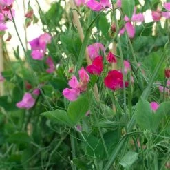 Flash Sale 😉 Doff Bonemeal Slow Release Garden Plant Fertiliser 2kg FMAB00DOF01 ✔️ -Everbuild shop unnamed file 1770