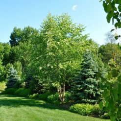 Flash Sale ???? Doff Bonemeal Slow Release Garden Plant Fertiliser 2kg FMAB00DOF01 ✔️ 5 Flash Sale ???? Doff Bonemeal Slow Release Garden Plant Fertiliser 2kg FMAB00DOF01 ✔️ -Everbuild shop unnamed file 1773