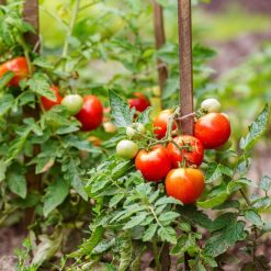 Best Pirce ???? Doff Controlled Release Fertiliser Multi Purpose Plant Food 1kg SVGA00DPL ???? 3 Best Pirce ???? Doff Controlled Release Fertiliser Multi Purpose Plant Food 1kg SVGA00DPL ???? -Everbuild shop unnamed file 1784