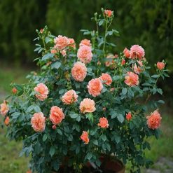 Discount ???? Doff Controlled Release Fertiliser Rose & Shrub Plant Food Feed 1kg F-VH-A00-DOF-01 ???? -Everbuild shop unnamed file 1791