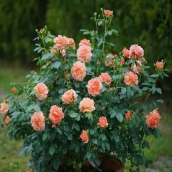 Discount 😍 Doff Controlled Release Fertiliser Rose & Shrub Plant Food Feed 1kg F-VH-A00-DOF-01 🛒 -Everbuild shop unnamed file 1791