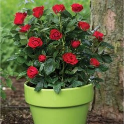 Discount 😍 Doff Controlled Release Fertiliser Rose & Shrub Plant Food Feed 1kg F-VH-A00-DOF-01 🛒 -Everbuild shop unnamed file 1792