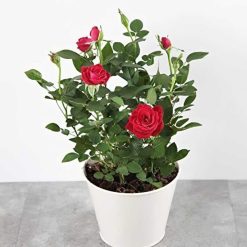 Discount ???? Doff Controlled Release Fertiliser Rose & Shrub Plant Food Feed 1kg F-VH-A00-DOF-01 ???? -Everbuild shop unnamed file 1793