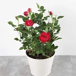 Discount 😍 Doff Controlled Release Fertiliser Rose & Shrub Plant Food Feed 1kg F-VH-A00-DOF-01 🛒 -Everbuild shop unnamed file 1793