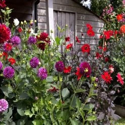 Wholesale 🔔 Doff Garden Seaweed Plant Feed All Purpose Liquid Fertiliser 1 Litre ✨ -Everbuild shop unnamed file 1807