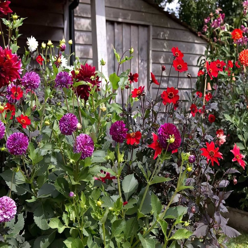 Doff Garden Seaweed Plant Feed All Purpose Liquid Fertiliser 1 Litre Wholesale ???? Doff Garden Seaweed Plant Feed All Purpose Liquid Fertiliser 1 Litre ✨ -Everbuild shop unnamed file 1807