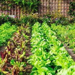 Wholesale 🔔 Doff Garden Seaweed Plant Feed All Purpose Liquid Fertiliser 1 Litre ✨ -Everbuild shop unnamed file 1809