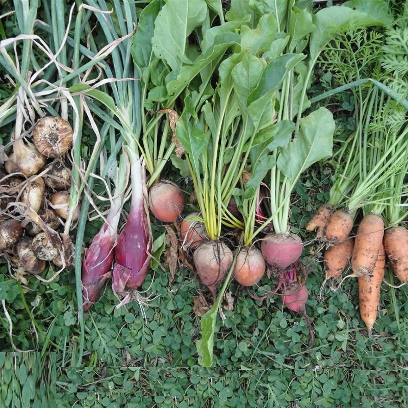 Doff Growmore Multi-Purpose Plant Feed Fertiliser 2kg FMBB00DOF01 Deals ???? Doff Growmore Multi-Purpose Plant Feed Fertiliser 2kg FMBB00DOF01 ???? -Everbuild shop unnamed file 1837