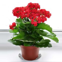 Flash Sale ✨ Doff House Plant Concentrated Liquid Feed 180ml FYE180DOF ???? 2 Flash Sale ✨ Doff House Plant Concentrated Liquid Feed 180ml FYE180DOF ???? -Everbuild shop unnamed file 1858