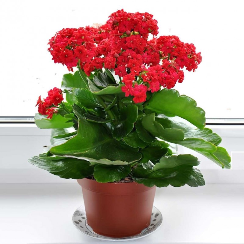 Doff House Plant Concentrated Liquid Feed 180ml FYE180DOF Flash Sale ✨ Doff House Plant Concentrated Liquid Feed 180ml FYE180DOF ???? -Everbuild shop unnamed file 1858