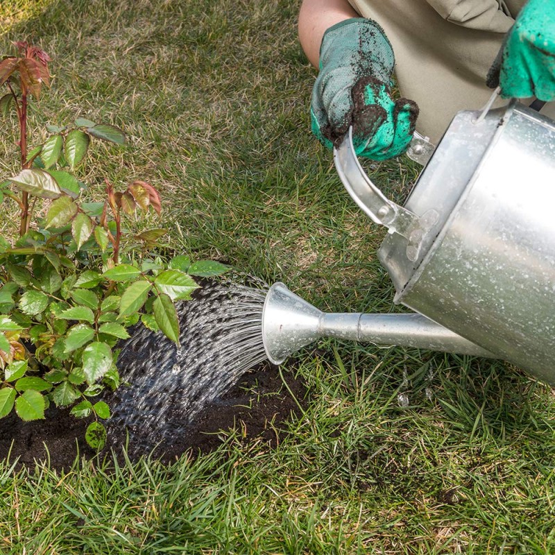 Doff Liquid Rose Plant Feed Concentrate 1 Litre FJJA00DOF = 300 Litres Flash Sale ???? Doff Liquid Rose Plant Feed Concentrate 1 Litre FJJA00DOF = 300 Litres ???? -Everbuild shop unnamed file 1863