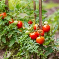 Buy 🔔 Doff Multi-Purpose Plant Food Flower Vegetable Feed 1 Litre FJPA00DOF02 🌟 -Everbuild shop unnamed file 1874