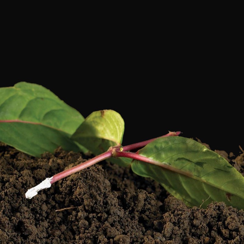 Doff Natural Plant Root Rooting Powder 75g FKE075DFF Outlet ???? Doff Natural Plant Root Rooting Powder 75g FKE075DFF ⭐ -Everbuild shop unnamed file 1878