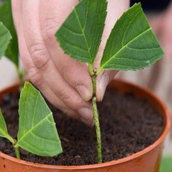 Outlet 😉 Doff Natural Plant Root Rooting Powder 75g FKE075DFF ⭐ -Everbuild shop unnamed file 1879