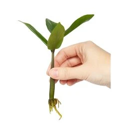 Outlet 😉 Doff Natural Plant Root Rooting Powder 75g FKE075DFF ⭐ -Everbuild shop unnamed file 1880