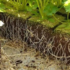 Outlet 😉 Doff Natural Plant Root Rooting Powder 75g FKE075DFF ⭐ -Everbuild shop unnamed file 1881