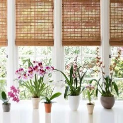 Best reviews of 😀 Doff Orchid Indoor Outdoor Liquid Plant Feed 180ml FYC180DOF 🛒 -Everbuild shop unnamed file 1889