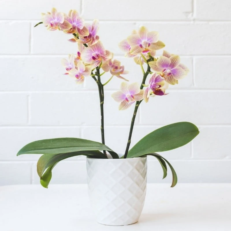 Best Sale ๐ Doff Orchid Liquid Plant Drip Feed Feeders 10pk DP1044 โค๏ธ 2 Best Sale ๐ Doff Orchid Liquid Plant Drip Feed Feeders 10pk DP1044 โค๏ธ - Image 2