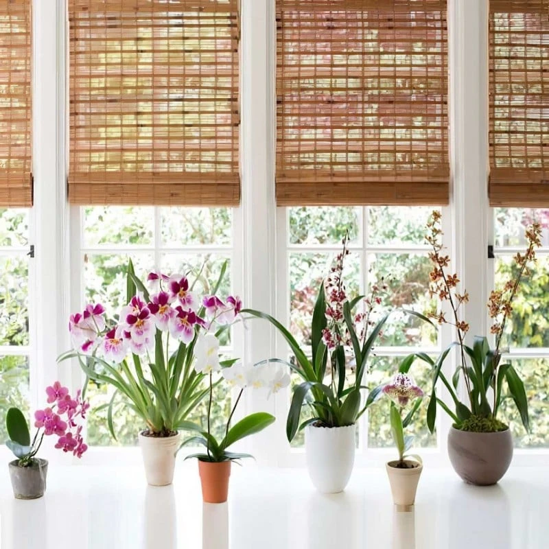 Best Sale ๐ Doff Orchid Liquid Plant Drip Feed Feeders 10pk DP1044 โค๏ธ 4 Best Sale ๐ Doff Orchid Liquid Plant Drip Feed Feeders 10pk DP1044 โค๏ธ - Image 4