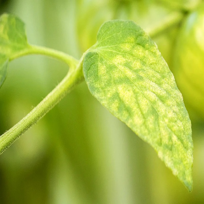 Doff Plant Nutrient Tonic Sequestered Iron 5 x 15g Sachets FKF005DOF Top 10 ???? Doff Plant Nutrient Tonic Sequestered Iron 5 X 15g Sachets FKF005DOF ???? -Everbuild shop unnamed file 1902