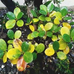 Top 10 🤩 Doff Plant Nutrient Tonic Sequestered Iron 5 X 15g Sachets FKF005DOF 😀 -Everbuild shop unnamed file 1903