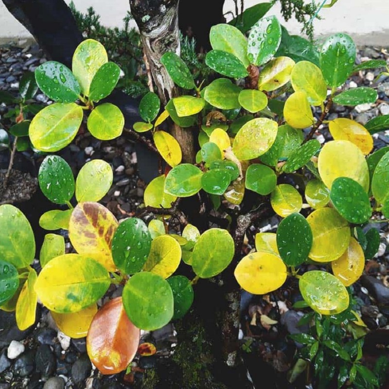 Doff Plant Nutrient Tonic Sequestered Iron 5 x 15g Sachets FKF005DOF Top 10 ???? Doff Plant Nutrient Tonic Sequestered Iron 5 X 15g Sachets FKF005DOF ???? -Everbuild shop unnamed file 1903