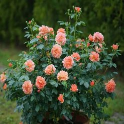 Best Pirce ⭐ Doff Rose & Shrub Feed Plant Food Manure Enriched Fertiliser 1.5kg ???? -Everbuild shop unnamed file 1914