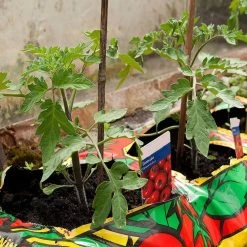 New 🎁 Doff Tomato Feed Liquid Concentrate Plant Food 2.5L Makes 750 Litres 🎉 13 New 🎁 Doff Tomato Feed Liquid Concentrate Plant Food 2.5L Makes 750 Litres 🎉 -Everbuild shop unnamed file 1920