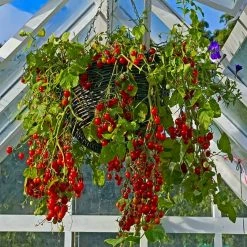 Cheapest 😉 Doff Tomato Ready Mixed Liquid Pour And Feed Plant Food 3 Litre F-JS-C00-DOF-03 💯 -Everbuild shop unnamed file 1936