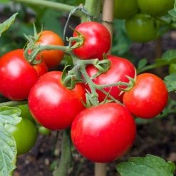 Cheapest 😉 Doff Tomato Ready Mixed Liquid Pour And Feed Plant Food 3 Litre F-JS-C00-DOF-03 💯 -Everbuild shop unnamed file 1940