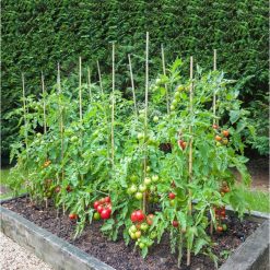 Cheapest ???? Doff Tomato Ready Mixed Liquid Pour And Feed Plant Food 3 Litre F-JS-C00-DOF-03 ???? -Everbuild shop unnamed file 1941