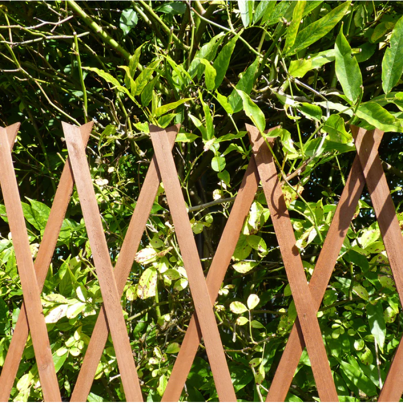 Kingfisher Garden Plant Expanding Wooden Trellis TRELIS3 6ft x 3ft Top 10 ⌛ Kingfisher Garden Plant Expanding Wooden Trellis TRELIS3 6ft X 3ft ❤️ -Everbuild shop unnamed file 209