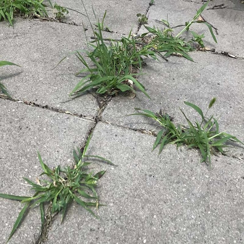 Best Pirce ???? Doff Advanced Weed And Root Killer Concentrated Weedkiller 1 Litre F-FH-A00-DOF-04 ???? 9 Best Pirce ???? Doff Advanced Weed And Root Killer Concentrated Weedkiller 1 Litre F-FH-A00-DOF-04 ???? - Image 9