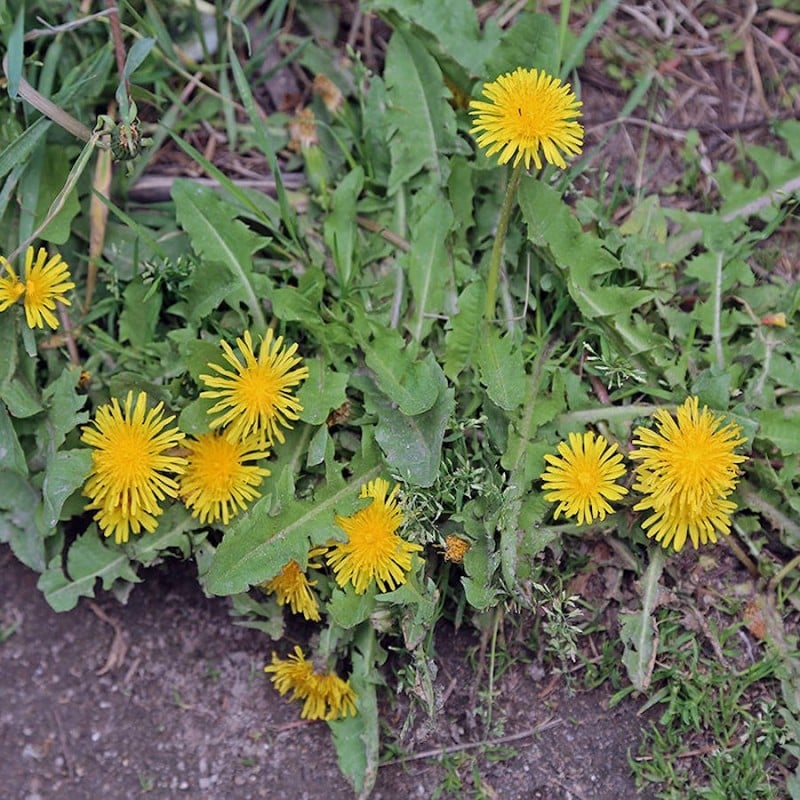 Doff Green Fingers Liquid Weed killer Concentrate 800ml F-FK-800-DGF Top 10 ???? Doff Green Fingers Liquid Weed Killer Concentrate 800ml F-FK-800-DGF ✔️ -Everbuild shop unnamed file 2462