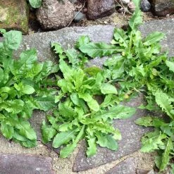 Top 10 🤩 Doff Green Fingers Liquid Weed Killer Concentrate 800ml F-FK-800-DGF ✔️ -Everbuild shop unnamed file 2467